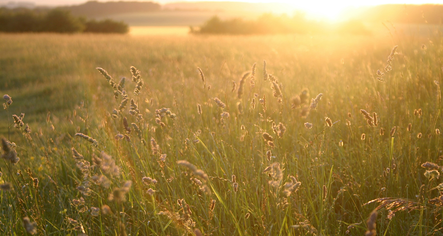 Field In Memoriam