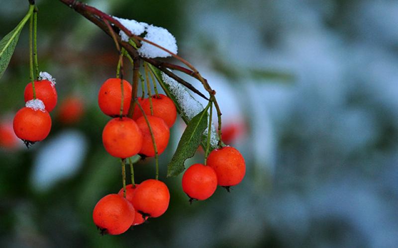 Winter Berries