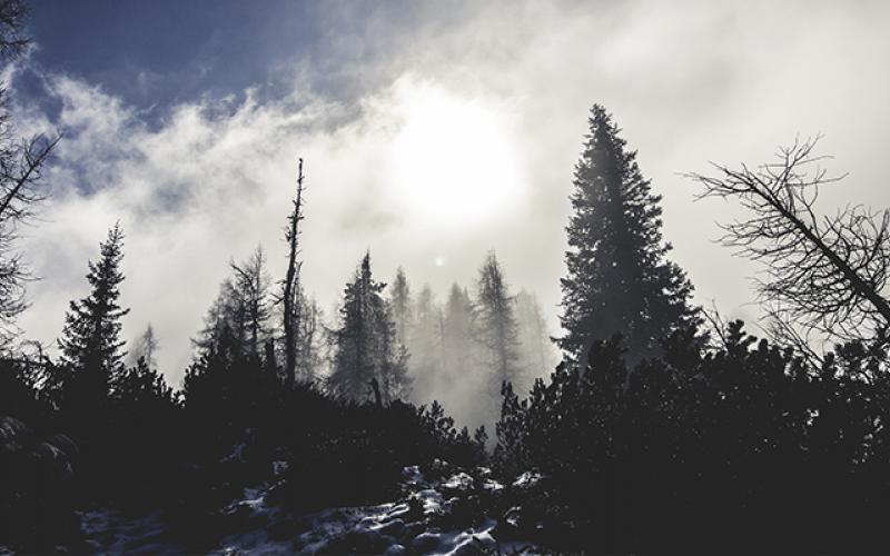 In Memoriam Winter Trees