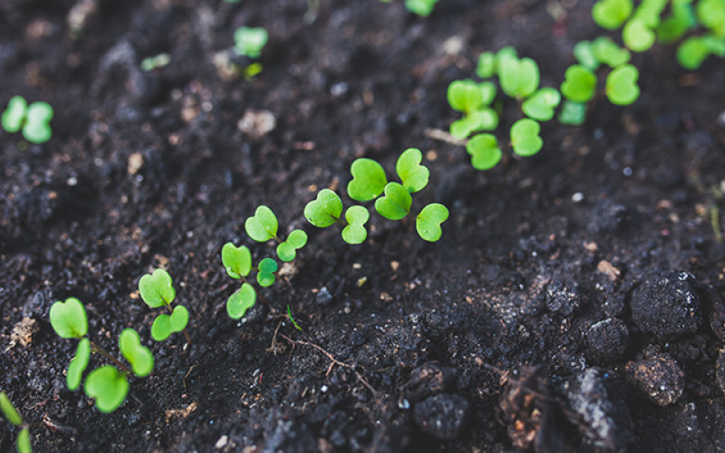 Asia-Pacific Garden Feature