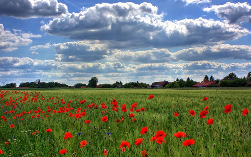 Poppy Fields