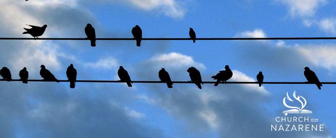 Birds on Wire