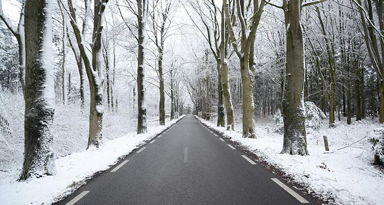 SnowForestRoad