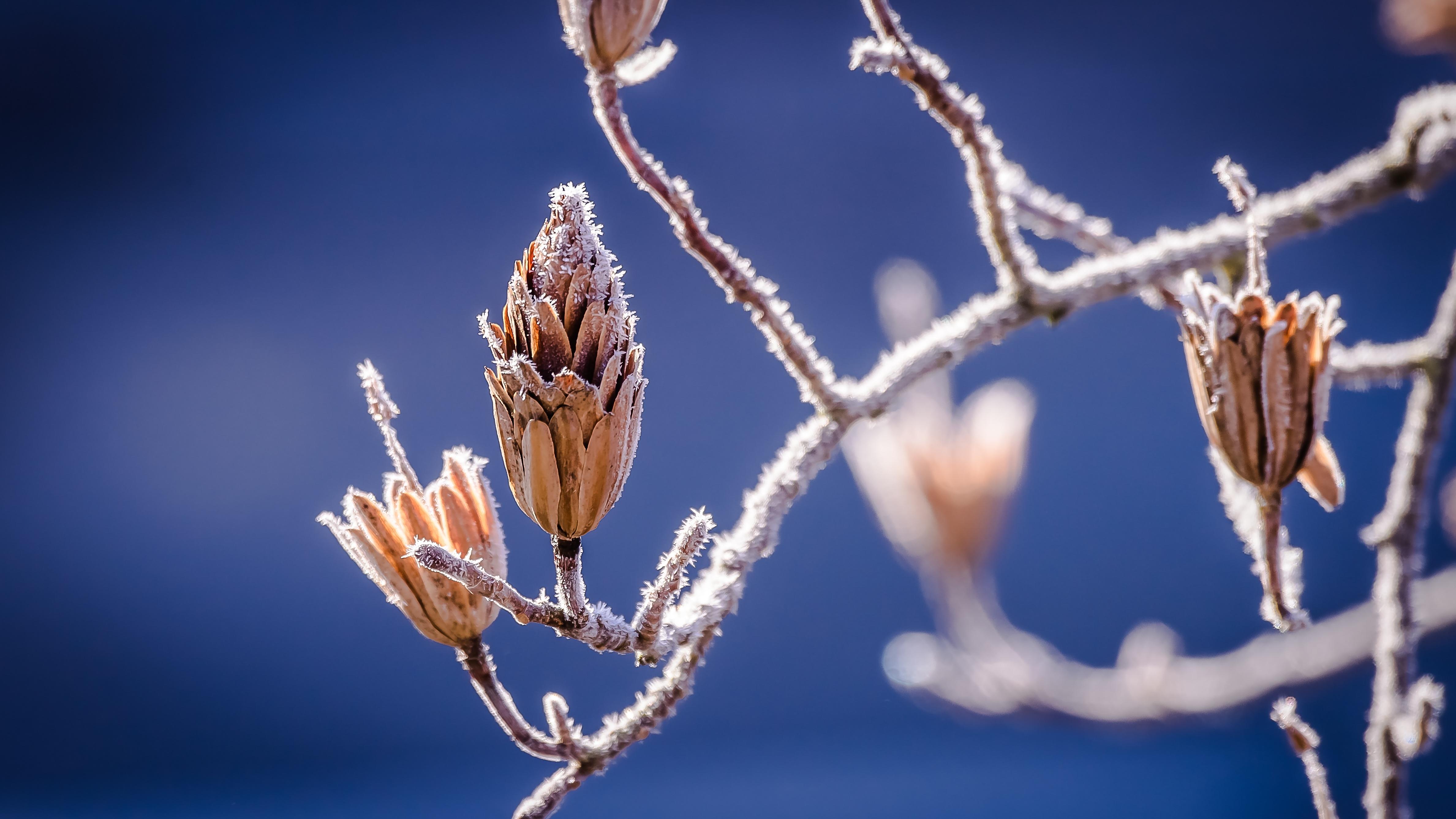 Buds covered in frost