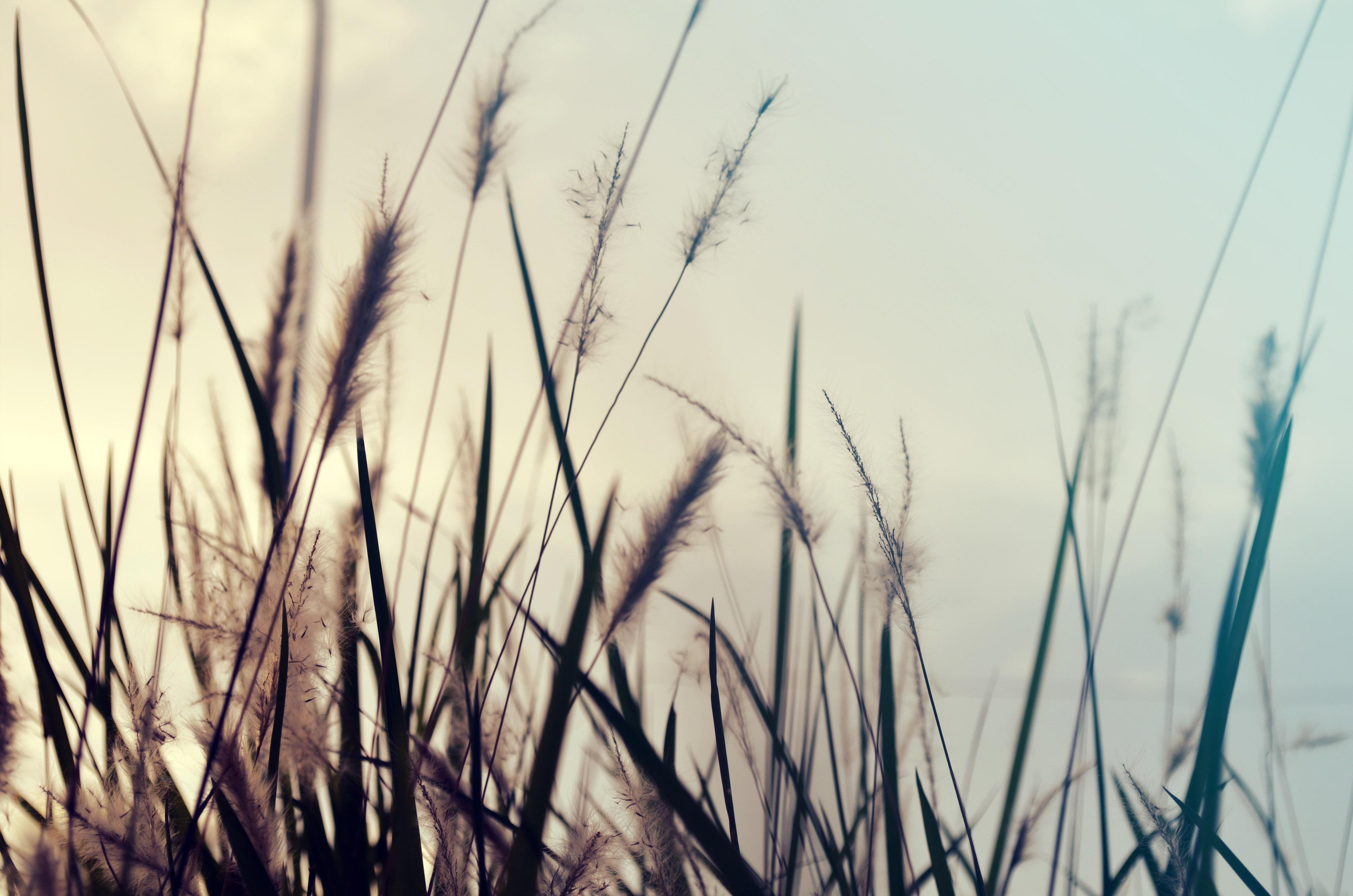 Fluffy cattails silhouetted against the sky